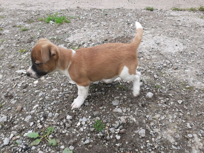 plummer terrier for sale gumtree